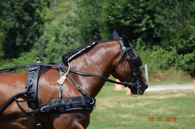 (091) Concours Attelage La F.Fouesnant 7-8 mai 2018