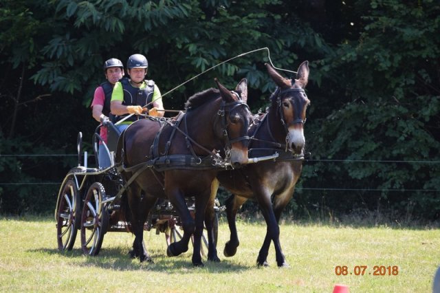 (091) Concours Attelage La F.Fouesnant 7-8 mai 2018