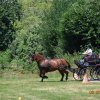 (091) Concours Attelage La F.Fouesnant 7-8 mai 2018