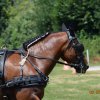 (091) Concours Attelage La F.Fouesnant 7-8 mai 2018