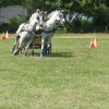 (091) Concours Attelage La F.Fouesnant 7-8 mai 2018