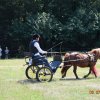 (091) Concours Attelage La F.Fouesnant 7-8 mai 2018
