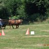 (091) Concours Attelage La F.Fouesnant 7-8 mai 2018