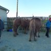 (085) Stage initiation attelage