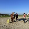 (085) Stage initiation attelage