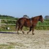 (085) Stage initiation attelage