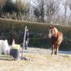 (085) Stage initiation attelage