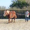 (085) Stage initiation attelage