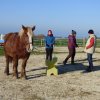(085) Stage initiation attelage