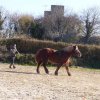 (085) Stage initiation attelage