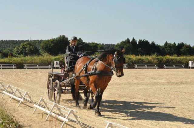 (099)Concours attelage.Scaer 6-7 juillet 2019