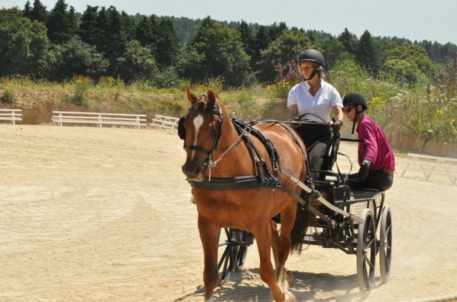 (099)Concours attelage.Scaer 6-7 juillet 2019