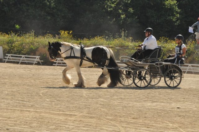(099)Concours attelage.Scaer 6-7 juillet 2019