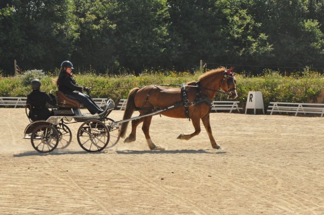 (099)Concours attelage.Scaer 6-7 juillet 2019