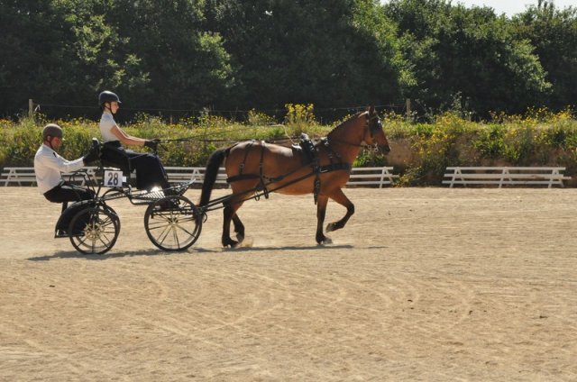 (099)Concours attelage.Scaer 6-7 juillet 2019