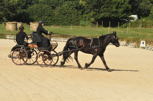 (099)Concours attelage.Scaer 6-7 juillet 2019