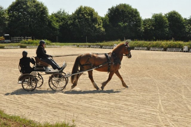 (099)Concours attelage.Scaer 6-7 juillet 2019
