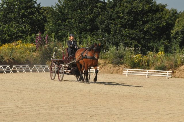 (099)Concours attelage.Scaer 6-7 juillet 2019