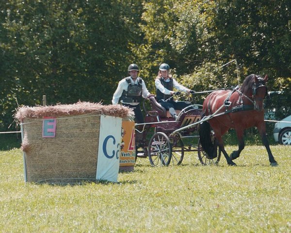 (099)Concours attelage.Scaer 6-7 juillet 2019
