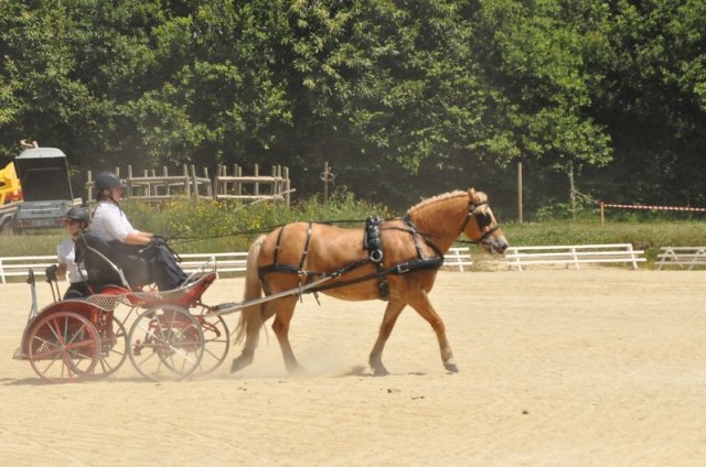 (099)Concours attelage.Scaer 6-7 juillet 2019