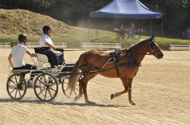 (099)Concours attelage.Scaer 6-7 juillet 2019