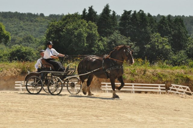 (099)Concours attelage.Scaer 6-7 juillet 2019