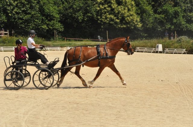 (099)Concours attelage.Scaer 6-7 juillet 2019