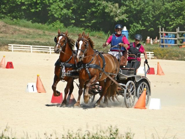 (099)Concours attelage.Scaer 6-7 juillet 2019