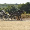 (099)Concours attelage.Scaer 6-7 juillet 2019
