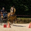 (099)Concours attelage.Scaer 6-7 juillet 2019