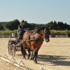 (099)Concours attelage.Scaer 6-7 juillet 2019