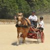 (099)Concours attelage.Scaer 6-7 juillet 2019