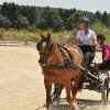 (099)Concours attelage.Scaer 6-7 juillet 2019