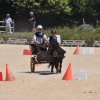 (099)Concours attelage.Scaer 6-7 juillet 2019