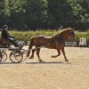 (099)Concours attelage.Scaer 6-7 juillet 2019