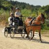 (099)Concours attelage.Scaer 6-7 juillet 2019