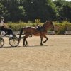 (099)Concours attelage.Scaer 6-7 juillet 2019