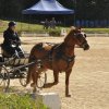 (099)Concours attelage.Scaer 6-7 juillet 2019