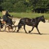 (099)Concours attelage.Scaer 6-7 juillet 2019