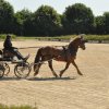 (099)Concours attelage.Scaer 6-7 juillet 2019