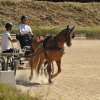 (099)Concours attelage.Scaer 6-7 juillet 2019
