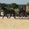 (099)Concours attelage.Scaer 6-7 juillet 2019