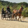 (099)Concours attelage.Scaer 6-7 juillet 2019