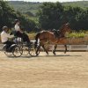 (099)Concours attelage.Scaer 6-7 juillet 2019