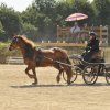 (099)Concours attelage.Scaer 6-7 juillet 2019