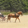 (099)Concours attelage.Scaer 6-7 juillet 2019