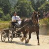 (099)Concours attelage.Scaer 6-7 juillet 2019