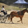 (099)Concours attelage.Scaer 6-7 juillet 2019
