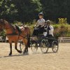 (099)Concours attelage.Scaer 6-7 juillet 2019