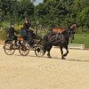 (099)Concours attelage.Scaer 6-7 juillet 2019